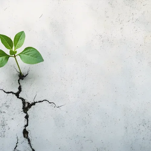 Germoglio verde che cresce da una crepa nel muro, simbolo di resilienza